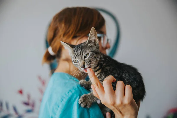 Retrato Gato Adorável Tomado Dentro Casa — Fotografia de Stock