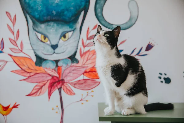 Entzückendes Katzenporträt Haus Aufgenommen — Stockfoto