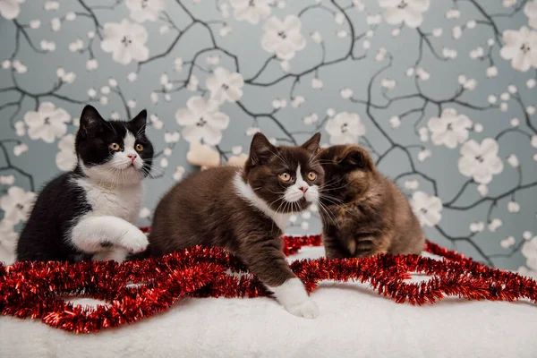 Hermosos Gatitos Británicos Taquigrafía Posando Para Cámara Fondo Flores —  Fotos de Stock