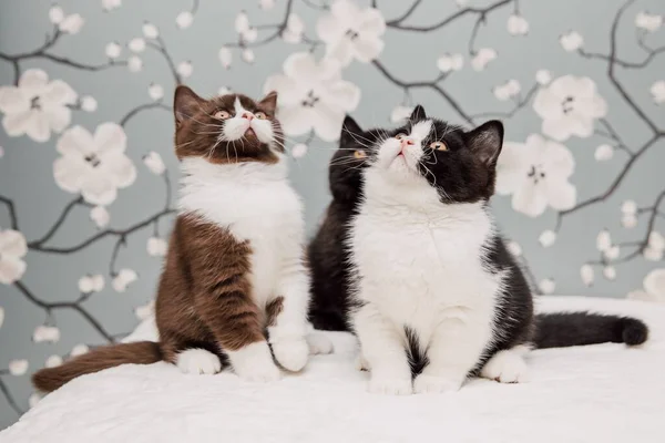 Schöne Britisch Kurzhaar Kätzchen Posieren Für Die Kamera Mit Blumenhintergrund — Stockfoto