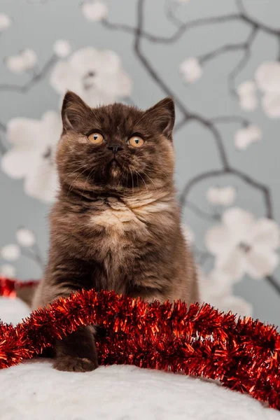 Güzel İngiliz Shorthair kedi yavrusu kameraya poz veriyor..