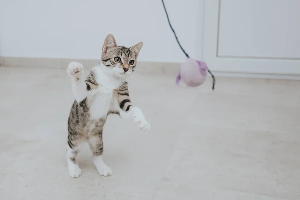 Çeride Çekilmiş Sevimli Kedi Portresi — Stok fotoğraf