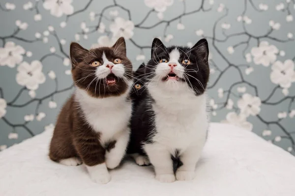 Прекрасні Британські Кошенята Shorthair Позують Фоном Фотокамери — стокове фото