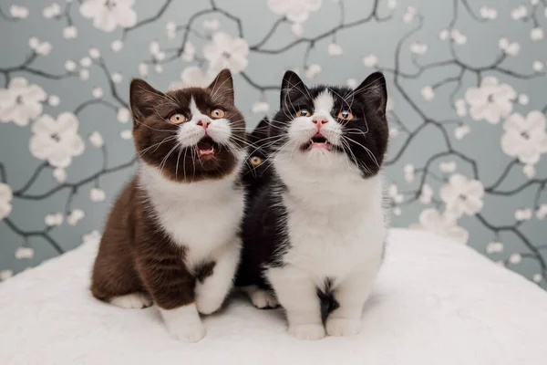 Hermosos Gatitos Británicos Taquigrafía Posando Para Cámara Fondo Flores —  Fotos de Stock