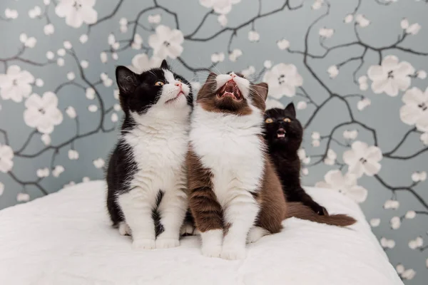 Hermosos Gatitos Británicos Taquigrafía Posando Para Cámara Fondo Flores — Foto de Stock