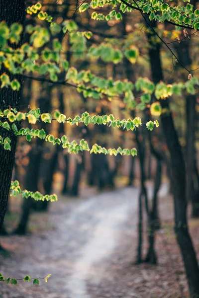 Prachtige Bosbomen Bloeien Het Voorjaar — Stockfoto