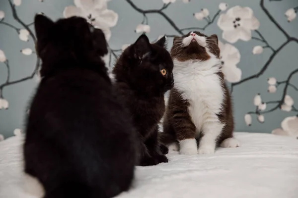 Beautiful British Shorthair Kittens Posing Camera Gainst Flower Background — ストック写真