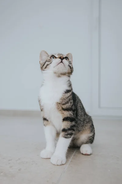 Çeride Çekilmiş Sevimli Kedi Portresi — Stok fotoğraf