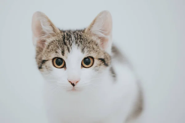 Retrato Gato Adorável Tomado Dentro Casa — Fotografia de Stock