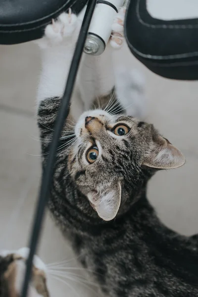 Çeride Çekilmiş Sevimli Kedi Portresi — Stok fotoğraf