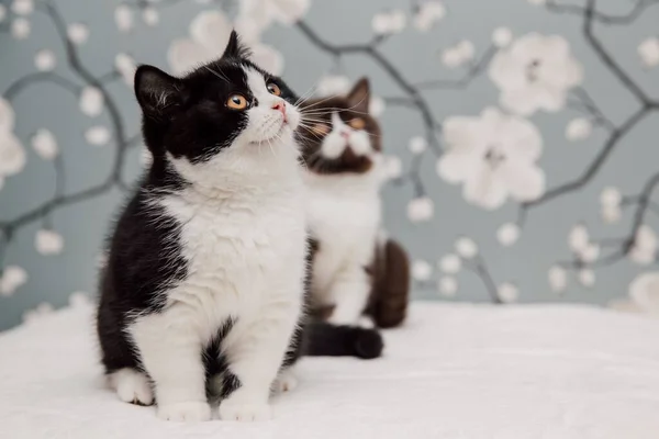 Beautiful British Shorthair Kittens Posing Camera Gainst Flower Background — ストック写真