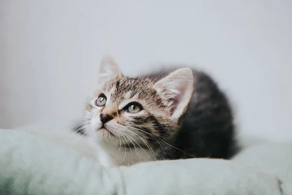 Portrait Beautiful Little Cat — Stock Photo, Image