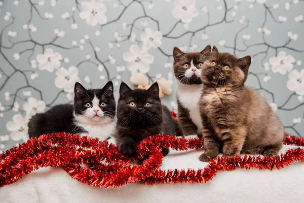 Hermosos Gatitos Británicos Taquigrafía Posando Para Cámara Fondo Flores —  Fotos de Stock