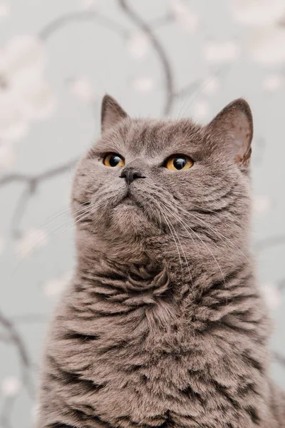 Güzel İngiliz Shorthair kedileri kamera için poz veriyor..