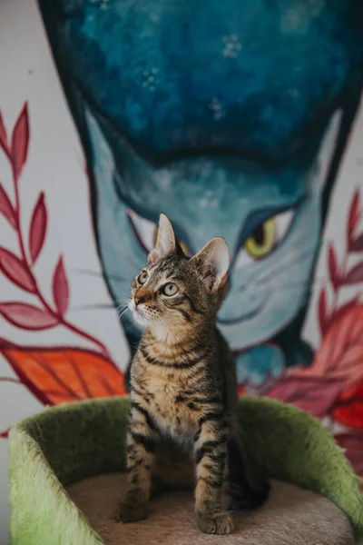 Adorable Cat Portrait Taken Indoors — Stock Photo, Image