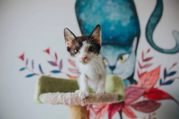 Schattig Kattenportret Binnenshuis Genomen — Stockfoto