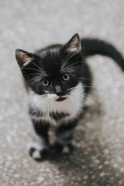 Portrét Krásné Malé Kočky — Stock fotografie