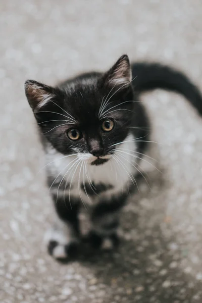 Retrato Hermoso Gatito —  Fotos de Stock