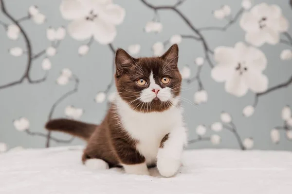 漂亮的英国Shorthair猫咪摆姿势摆出一副相机花环的样子 — 图库照片