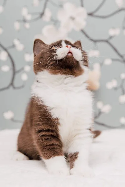 Mooie Britse Stenografisch Kittens Poseren Voor Camera Tegen Bloem Achtergrond — Stockfoto