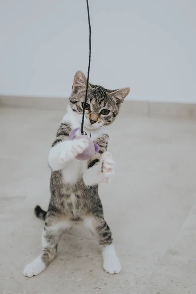 Retrato Gato Adorável Tomado Dentro Casa — Fotografia de Stock