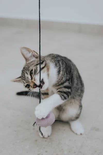 Retrato Gato Adorável Tomado Dentro Casa — Fotografia de Stock