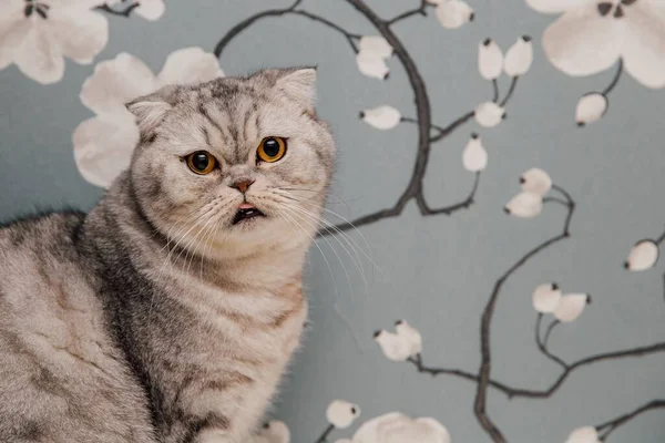 Bela Britânico Shorthair Gatinhos Posando Para Câmera Fundo Flores — Fotografia de Stock