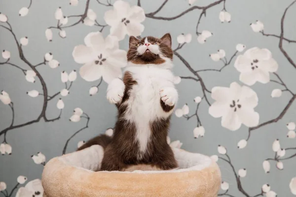 Bela Britânico Shorthair Gatinhos Posando Para Câmera Fundo Flores — Fotografia de Stock