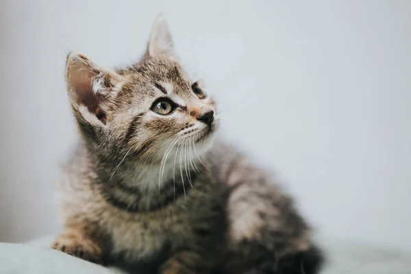 Portrait Beautiful Little Cat — Stock Photo, Image