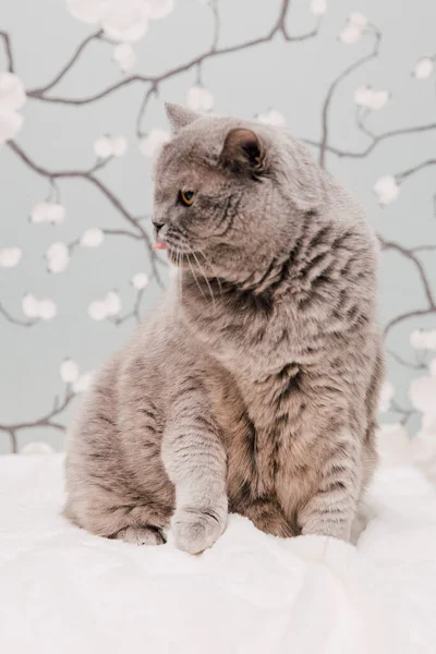 Британские Котята Shorthair Позируют Камеры Цветочном Фоне — стоковое фото