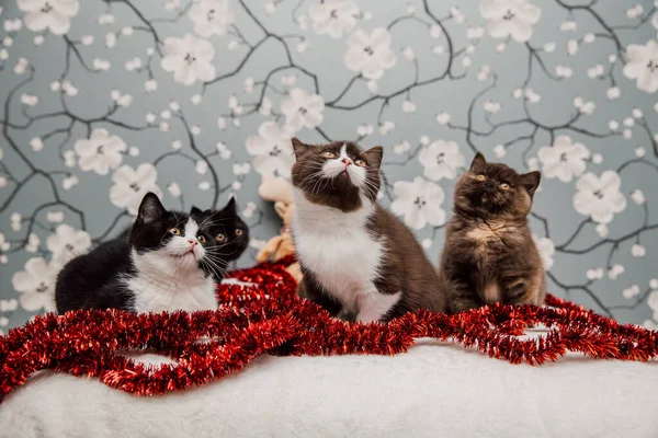 Hermosos Gatitos Británicos Taquigrafía Posando Para Cámara Fondo Flores —  Fotos de Stock