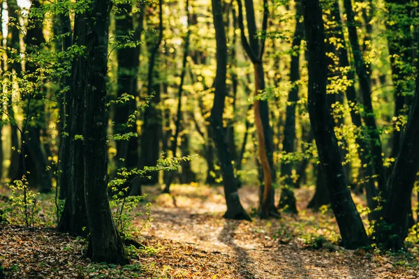 Bellissimi Alberi Della Foresta Che Fioriscono Primavera — Foto Stock