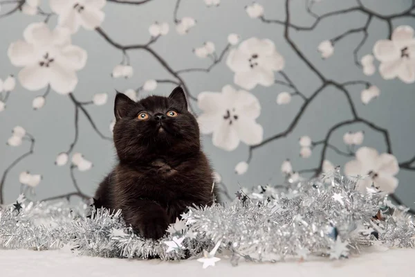 Güzel İngiliz Shorthair kedi yavrusu kameraya poz veriyor..