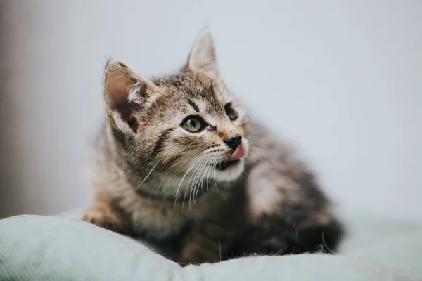 Portret Pięknego Kotka — Zdjęcie stockowe
