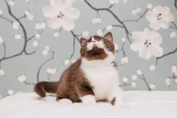 Bela Britânico Shorthair Gatinhos Posando Para Câmera Fundo Flores — Fotografia de Stock