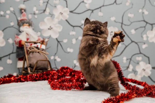 Beautiful British Shorthair Kitten Posing Camera Gainst Flower Background — Stock Photo, Image