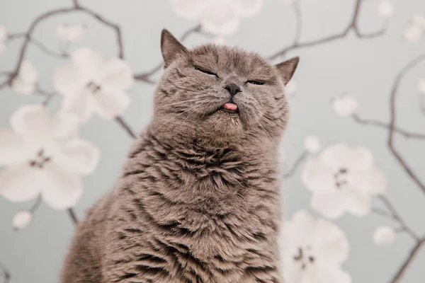 Hermosos Gatitos Británicos Taquigrafía Posando Para Cámara Fondo Flores —  Fotos de Stock