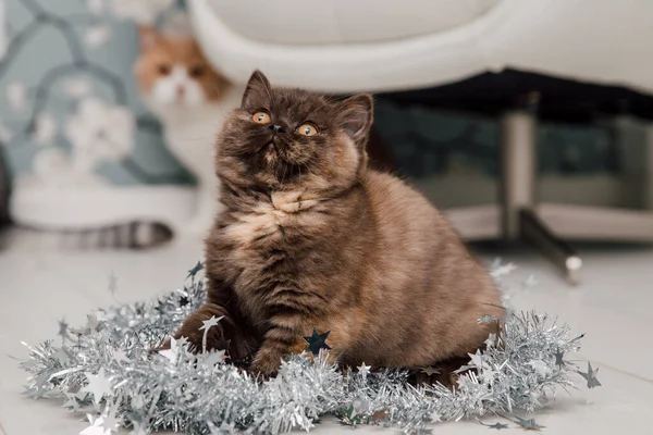 Güzel Ngiliz Shorthair Kedi Yavrusu Kameraya Poz Veriyor — Stok fotoğraf