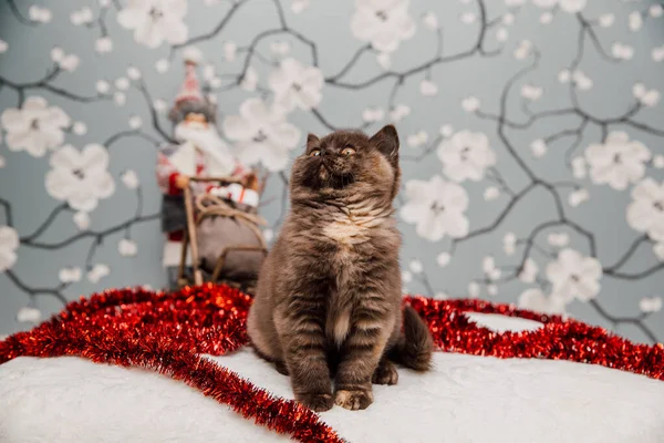 Schöne Britisch Kurzhaar Kätzchen Posiert Für Die Kamera Mit Blumenhintergrund — Stockfoto