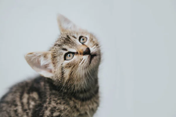 Retrato Gato Pequeno Bonito — Fotografia de Stock