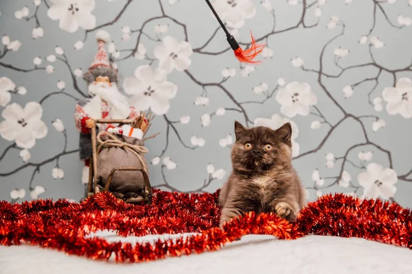 Bella Britannica Shorthair Gattino Posa Macchina Fotografica Fiore Sfondo — Foto Stock