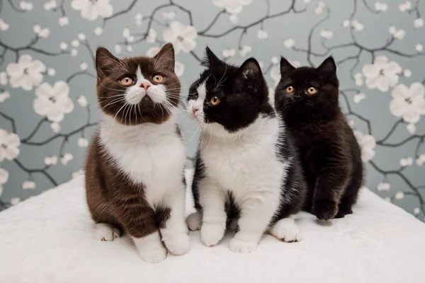 Beautiful British Shorthair Kittens Posing Camera Gainst Flower Background — Stock Photo, Image