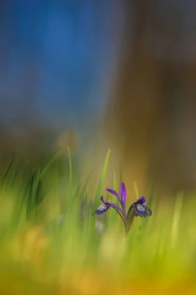 自然界美丽的春花 — 图库照片