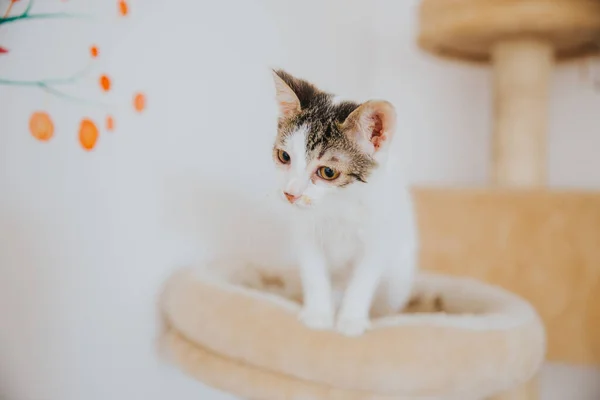 Schattig Kattenportret Binnenshuis Genomen — Stockfoto