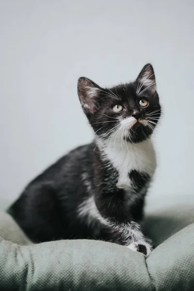 Портрет Красивой Маленькой Кошки — стоковое фото