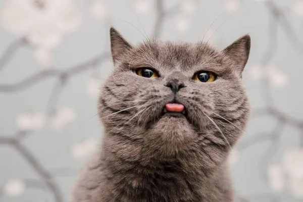 Hermosos Gatitos Británicos Taquigrafía Posando Para Cámara Fondo Flores —  Fotos de Stock