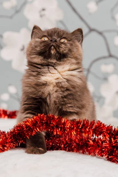 Hermosa Británica Taquigrafía Gatito Posando Para Cámara Flores Fondo —  Fotos de Stock