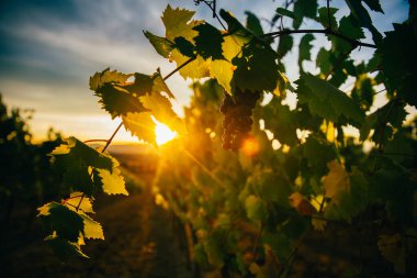 Üzüm bağlarının üzerinde güzel bir gün batımı. 