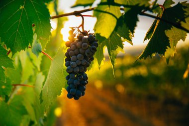 Üzüm bağlarının üzerinde güzel bir gün batımı. 