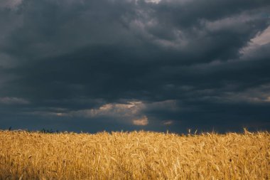 Yağmurdan sonra gün batımında buğday tarlası. 